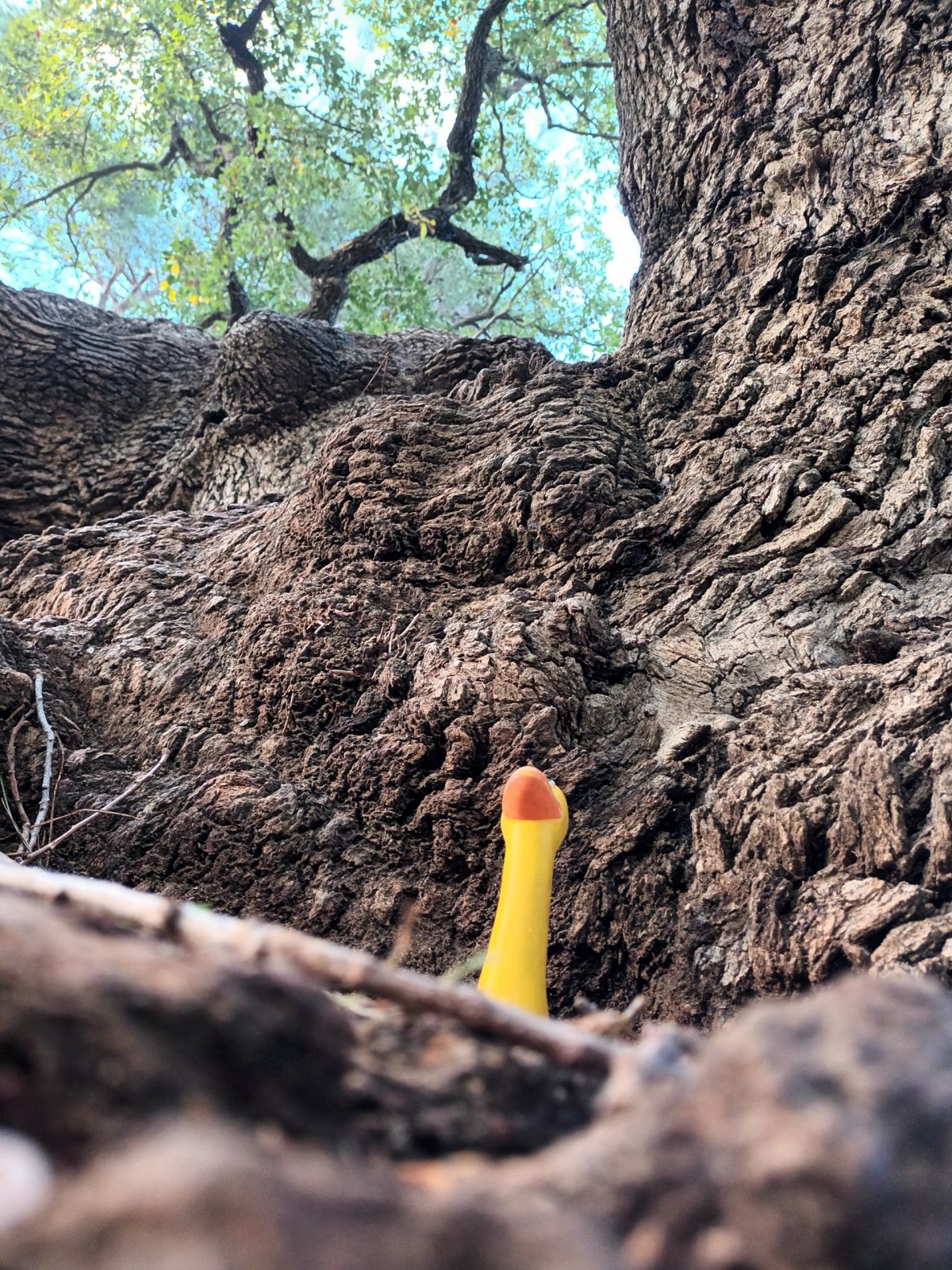 Po cestě je k vidění i dub Afrodity a Adonise