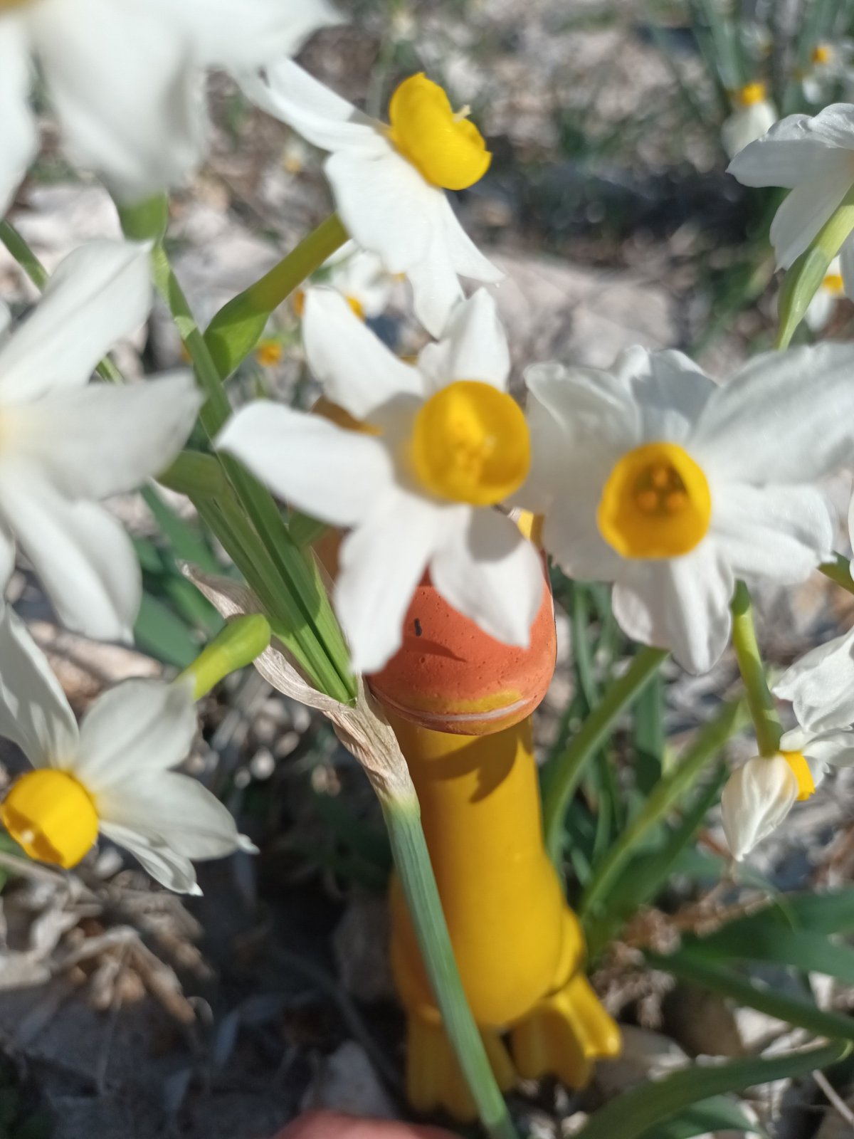 Ztratil jsem se v narciskách