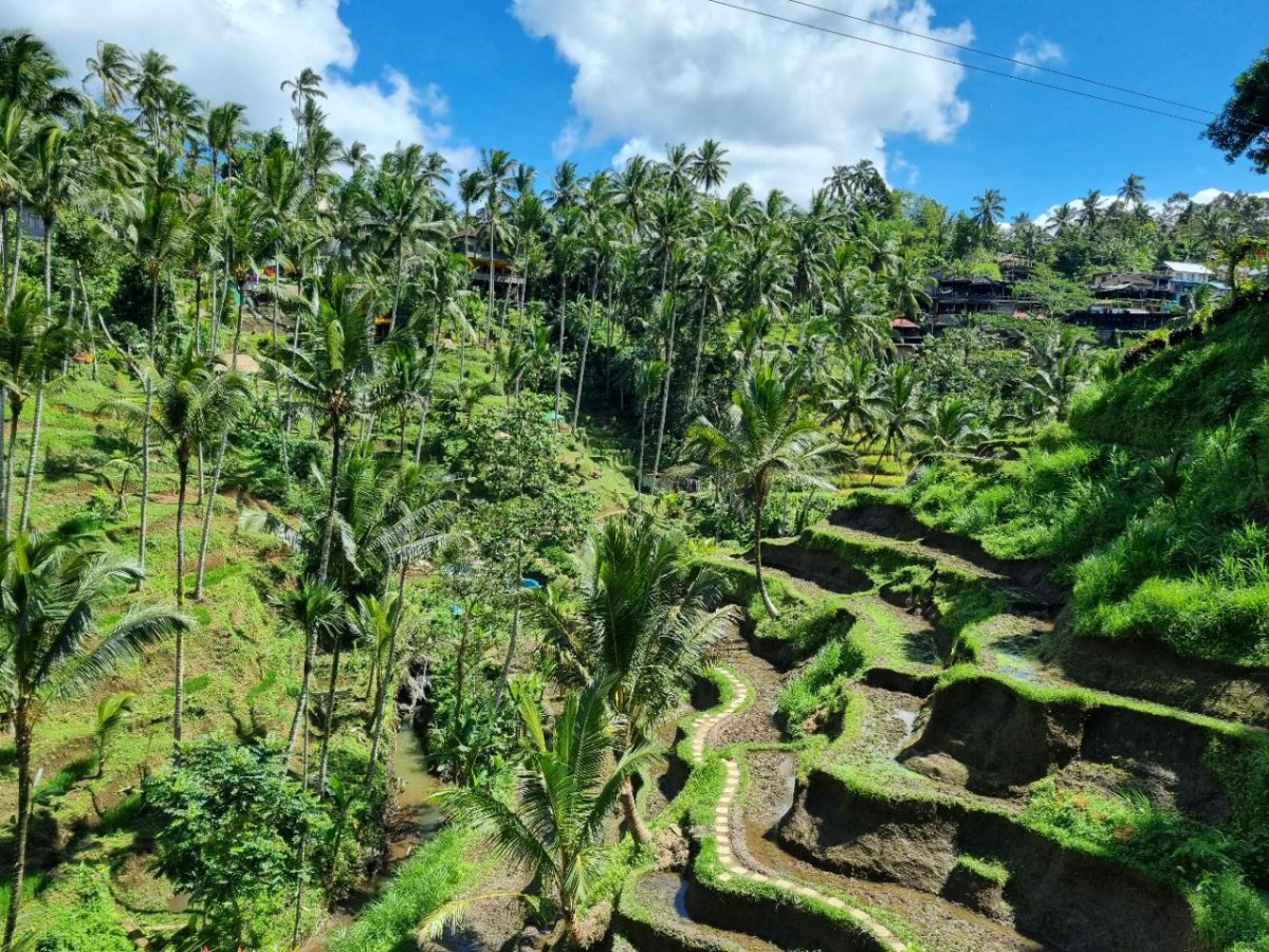 Tegallang rice terraces z ptačí perspektivy