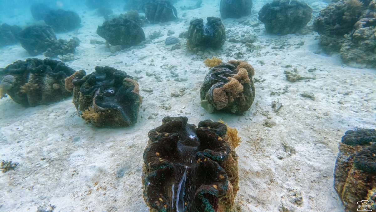 Giant Clams Sanctuary & White Beach