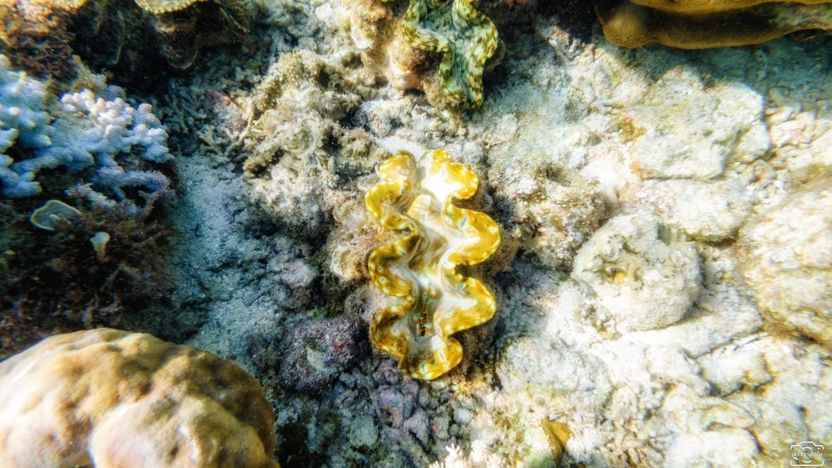 Giant Clams Sanctuary & White Beach