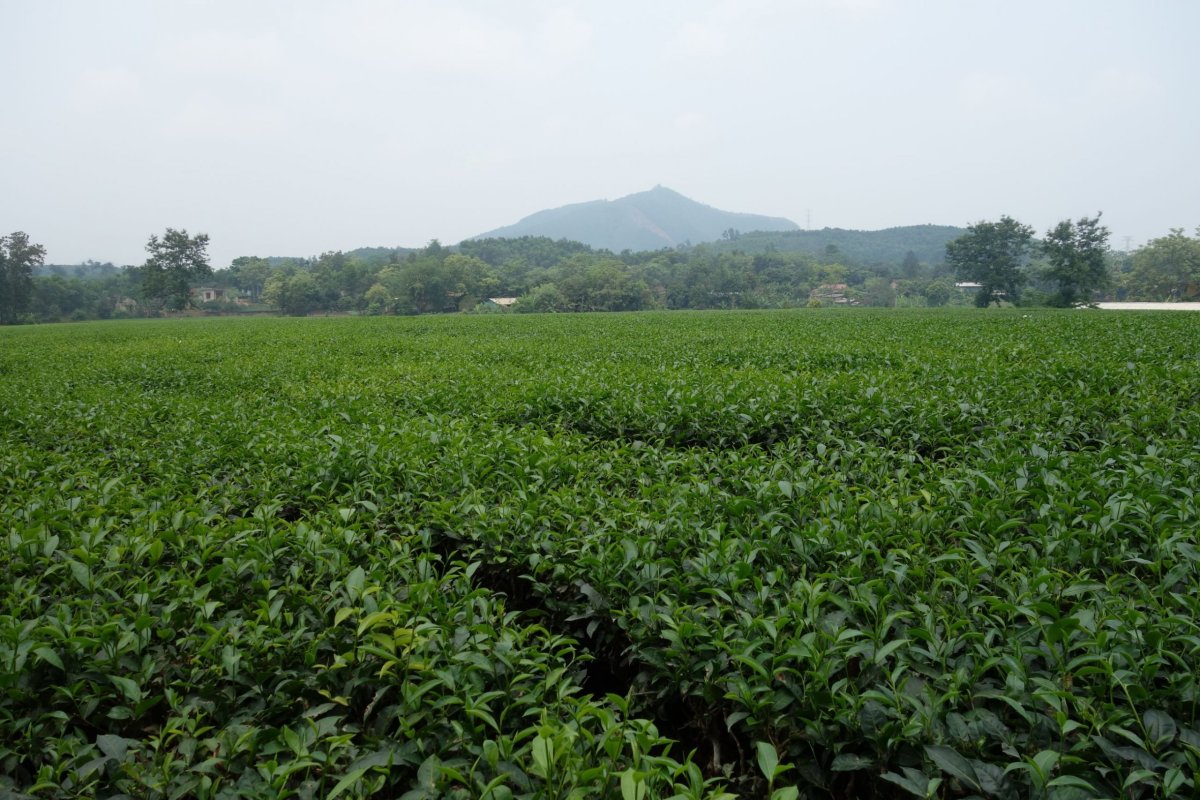 Čajové pole