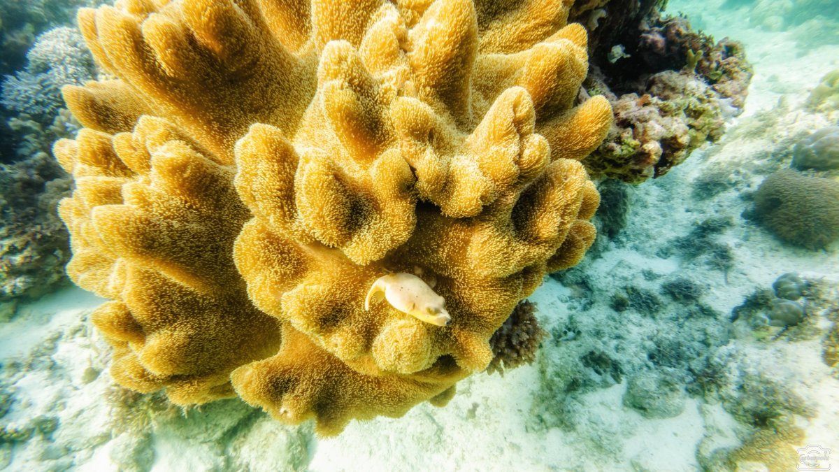 Tubod Marine Sanctuary