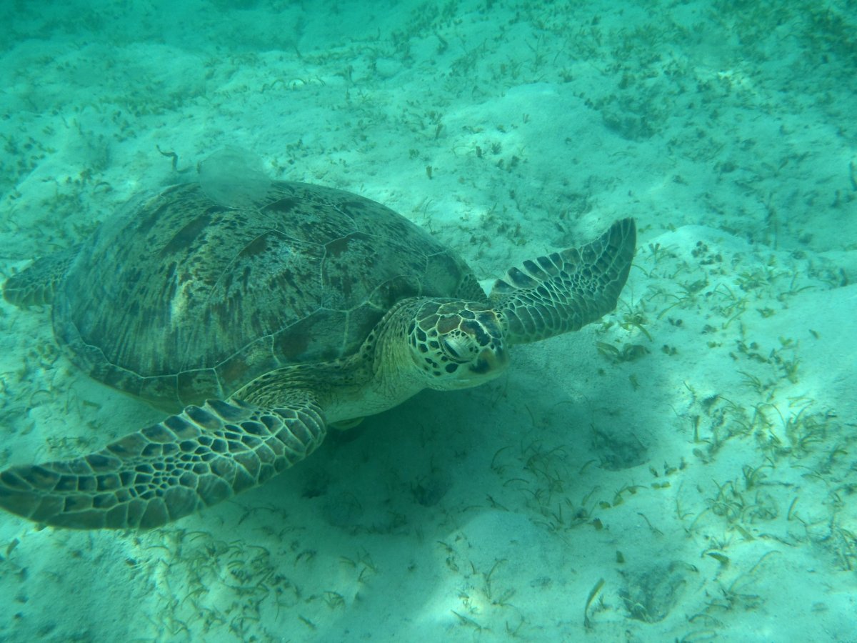 Čnorchlování s caretami