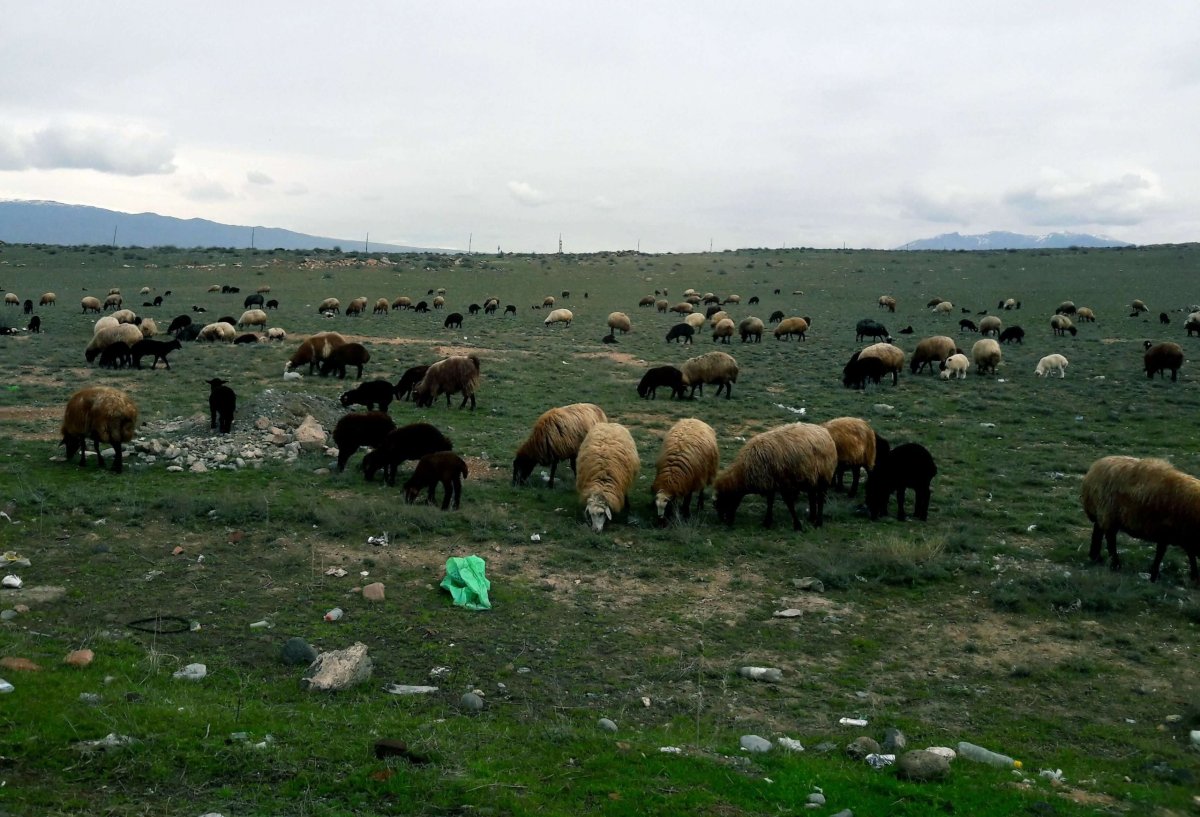 potulující psy vystřídaly ovce