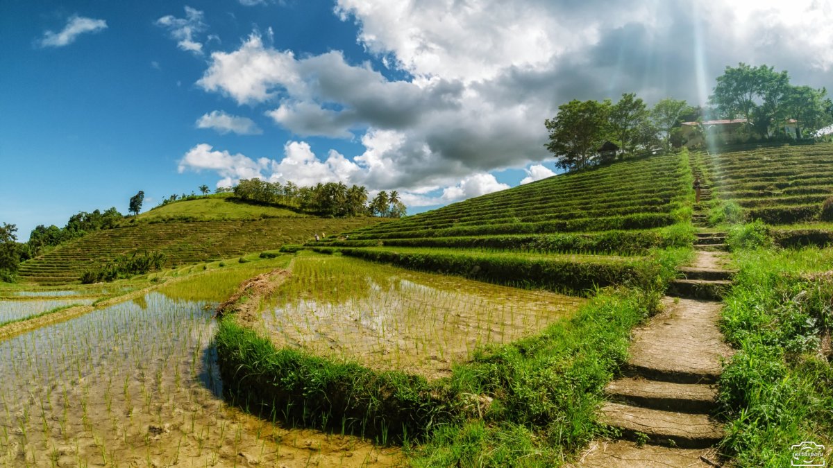 Cadapdapan Rice Terraces