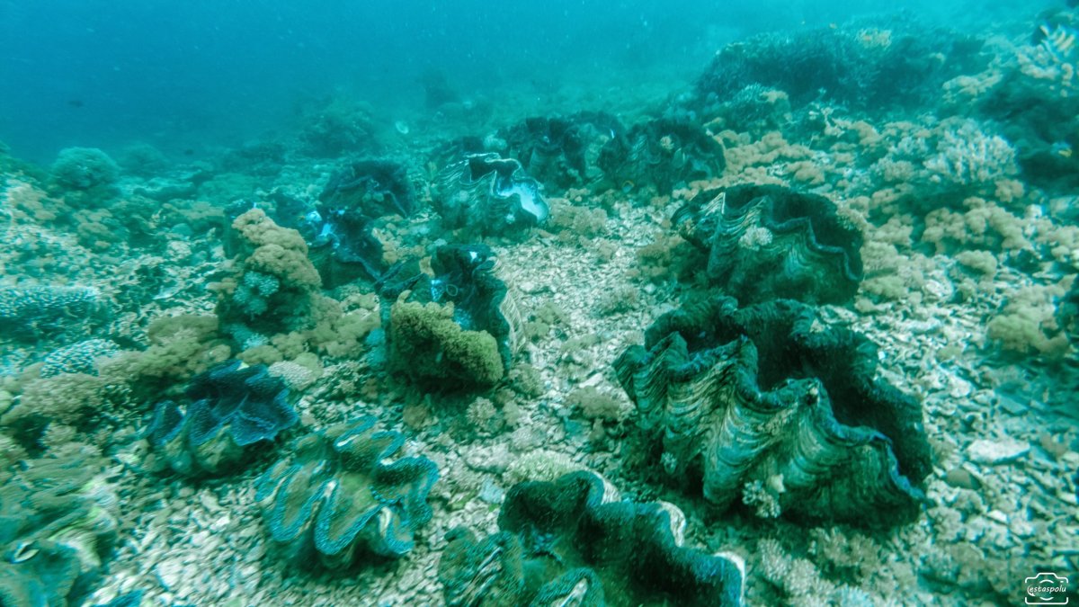 Giant Clams Sanctuary & White Beach