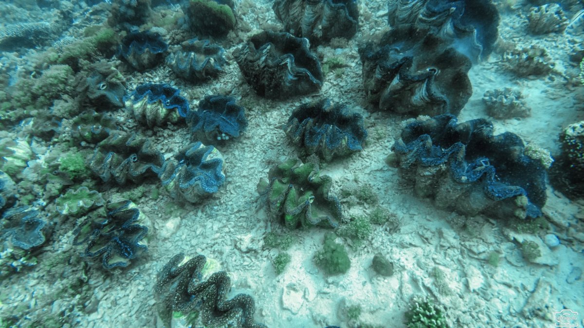 Giant Clams Sanctuary & White Beach
