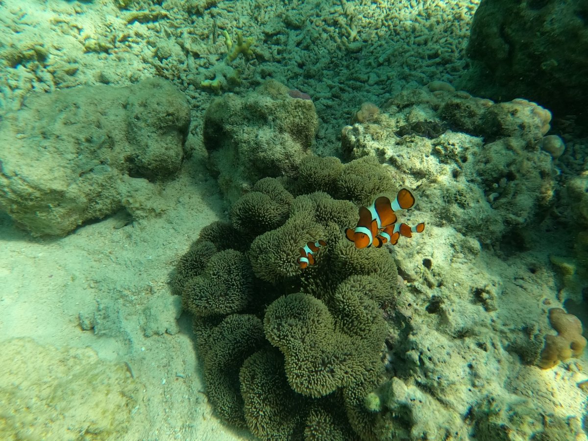 výlet na Jelení ostrov-rybičky Nemo