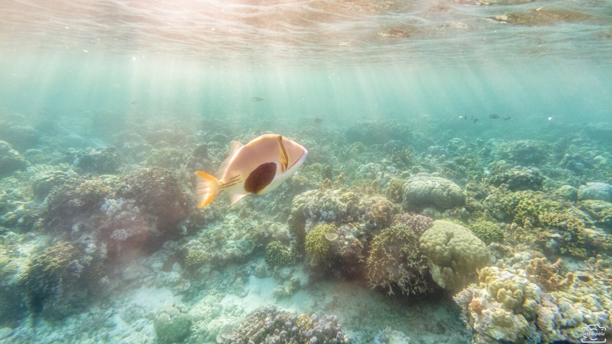 Tubod Marine Sanctuary