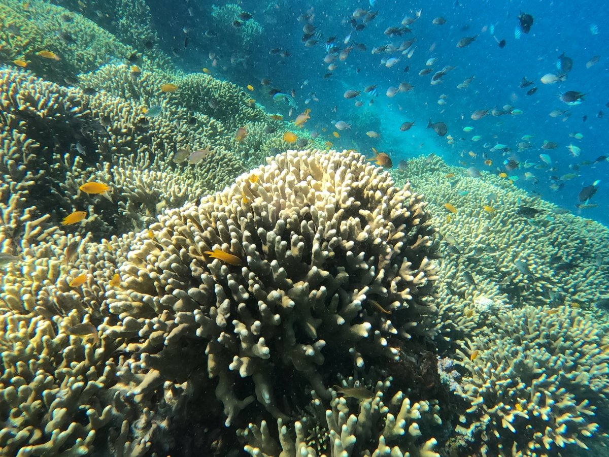 výlet na Jelení ostrov-korály