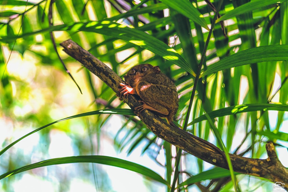 Tarsier Sanctuary - Bohol