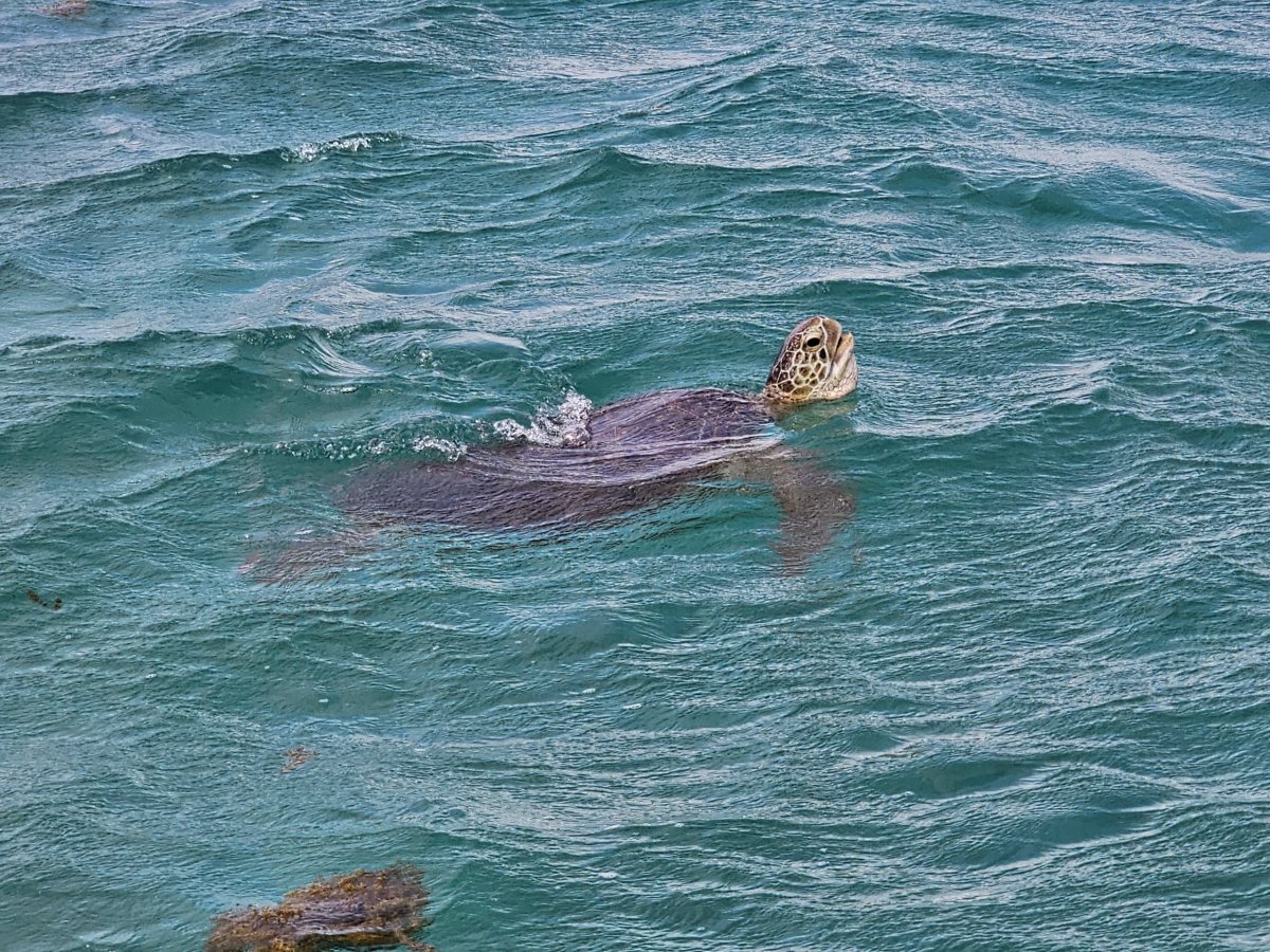 Želva během plavby