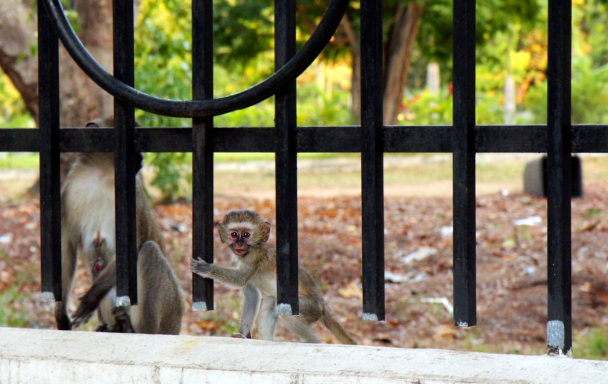 Narazit na opičky je v Daru celkem běžné.