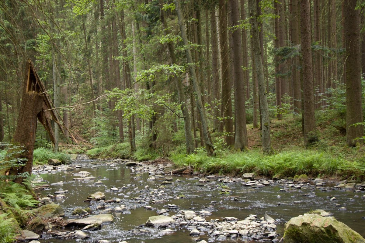 Koryto řeky směrem k Chotěboři