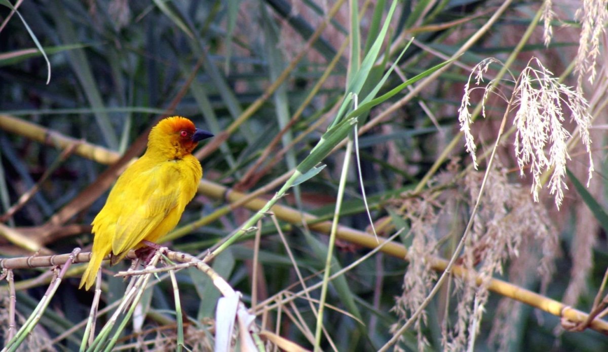 Tento krásný snovač východoafrický (taveta weaver)...