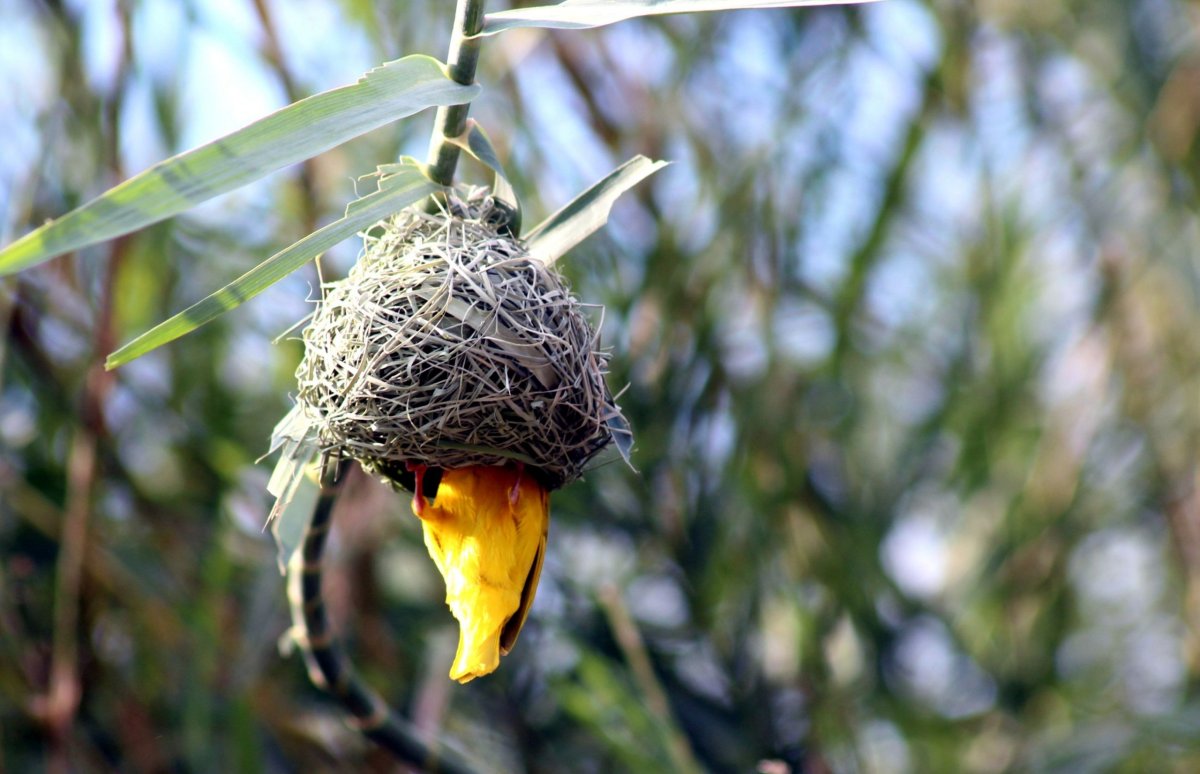 ...si staví závěsná hnízda se vstupem zespoda.