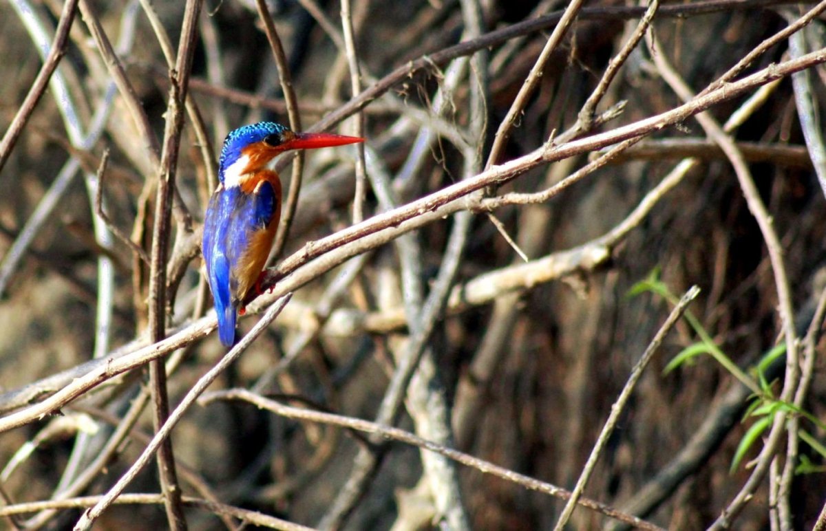 Ledňáček modropláštíkový (malachite kingfisher)