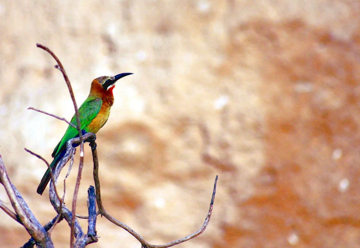 Vlha běločelá (white-fronted bee-eater)