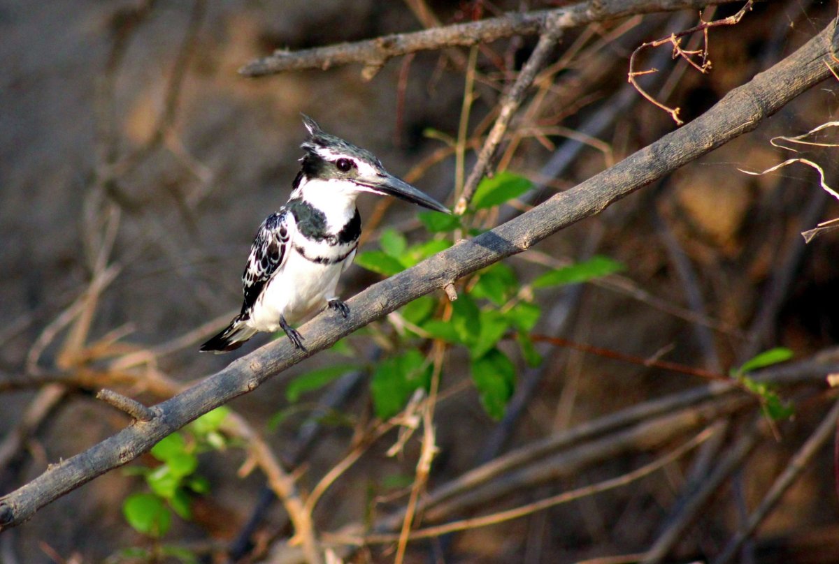 Rybařík jižní (pied kingfisher)
