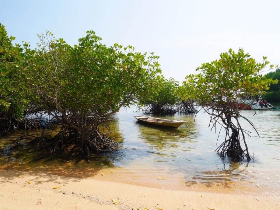 Nusa Ceningan - mangrovníkový háj