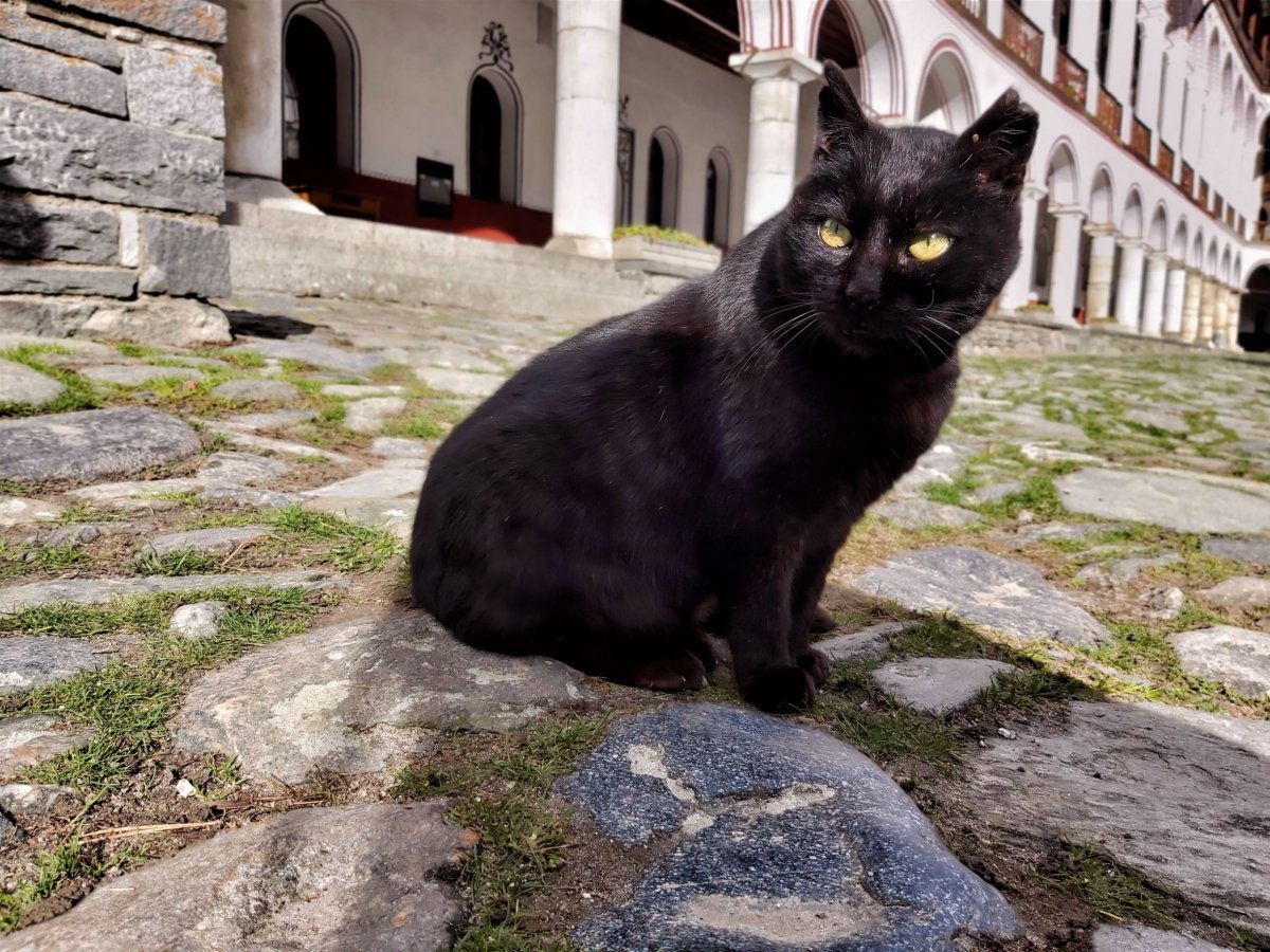 rilaská kočka :) ...málem jsem si ji odvezla domů ♥