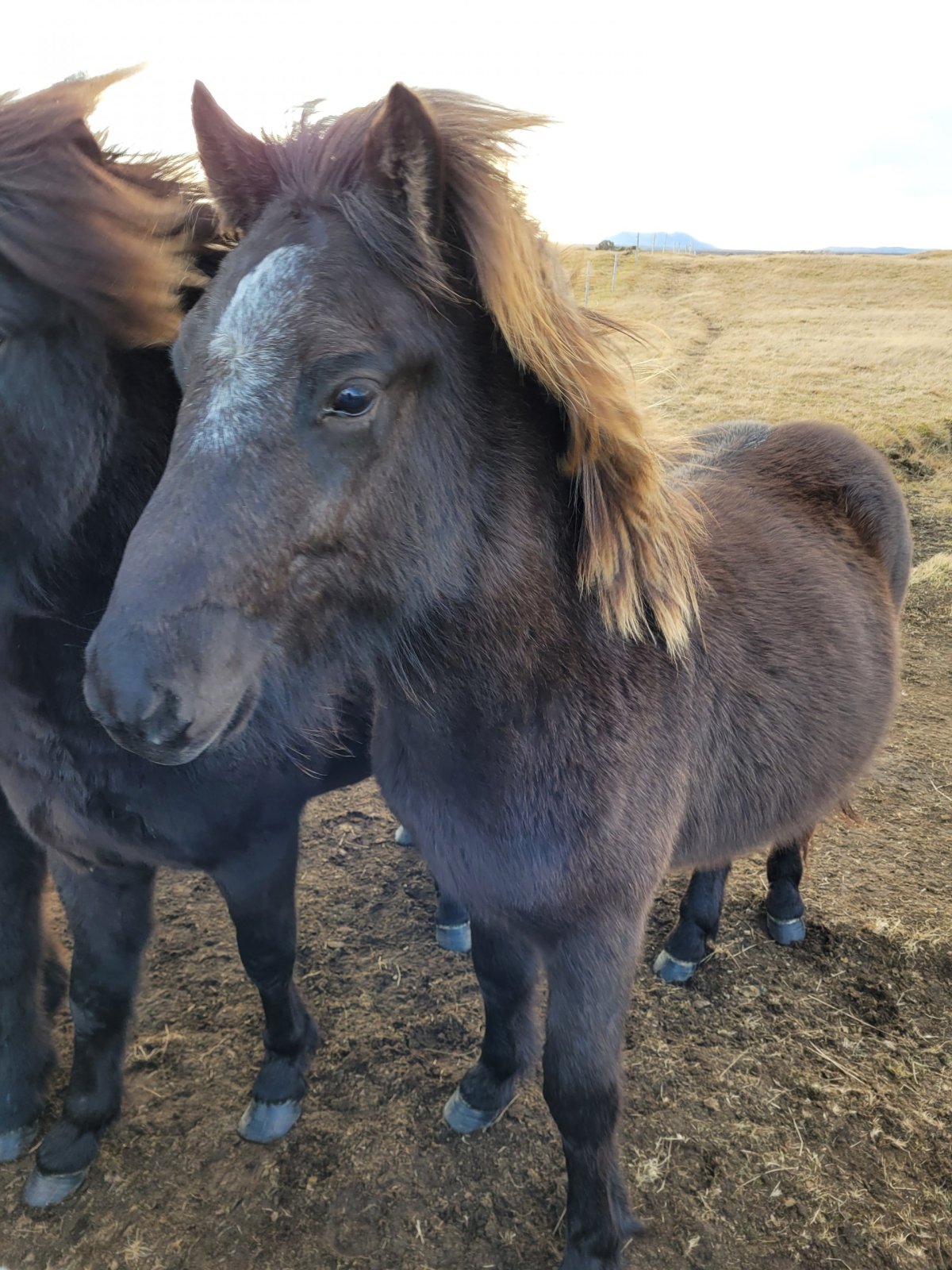 Koní a ovcí tu je více než lidí