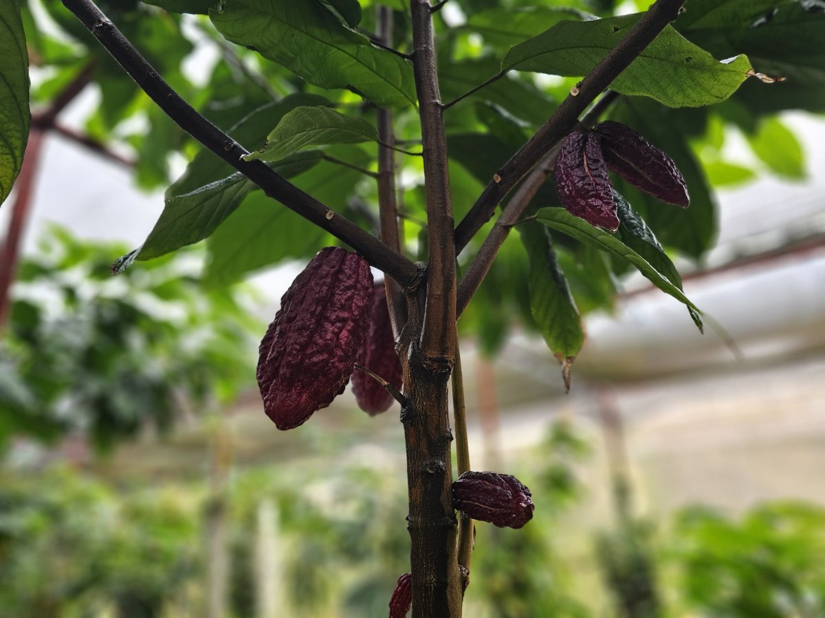 Kakao, Plantation Vanille