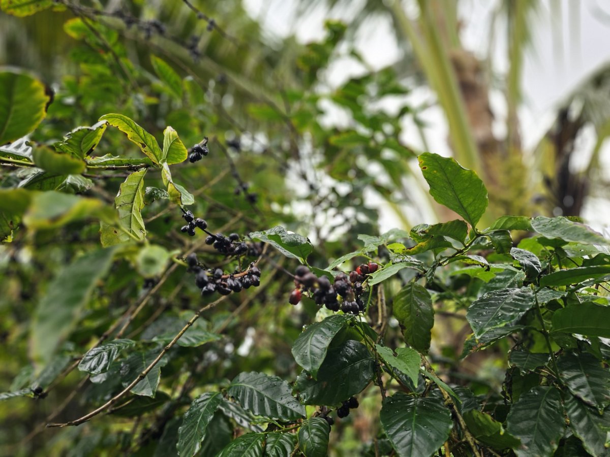 Káva v Plantation Vanille