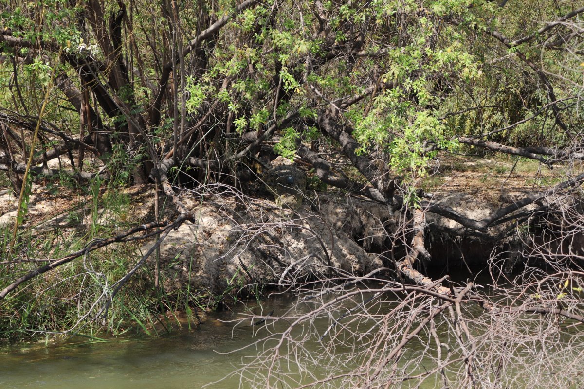 krokouš není pod stromem moc vidět