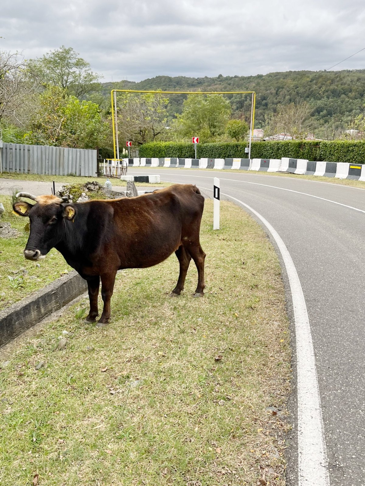 Kámoš kráva u silnice