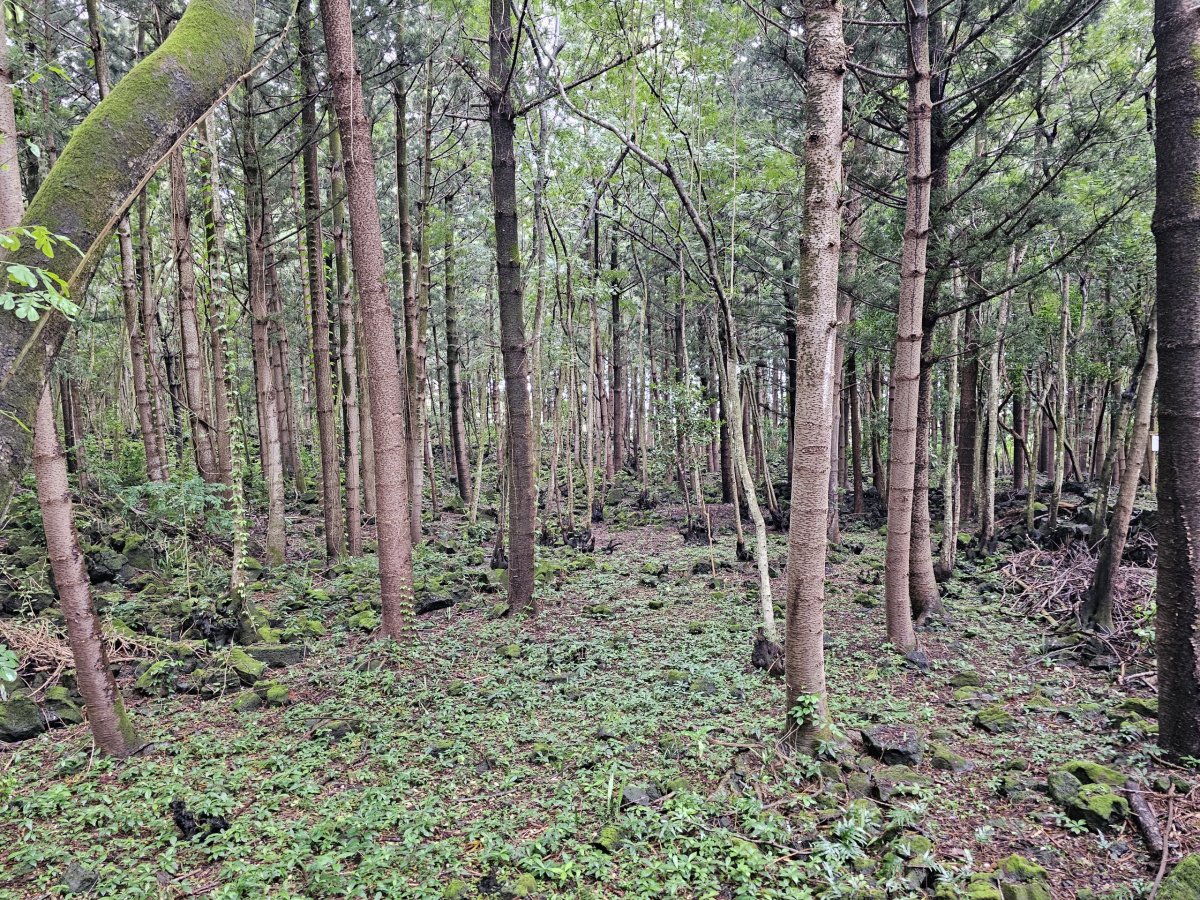 Bras d'Eau National Park