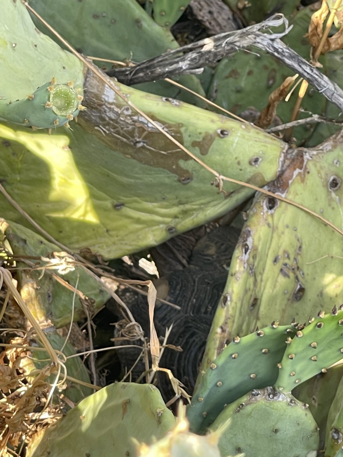 Želva pod kaktusem