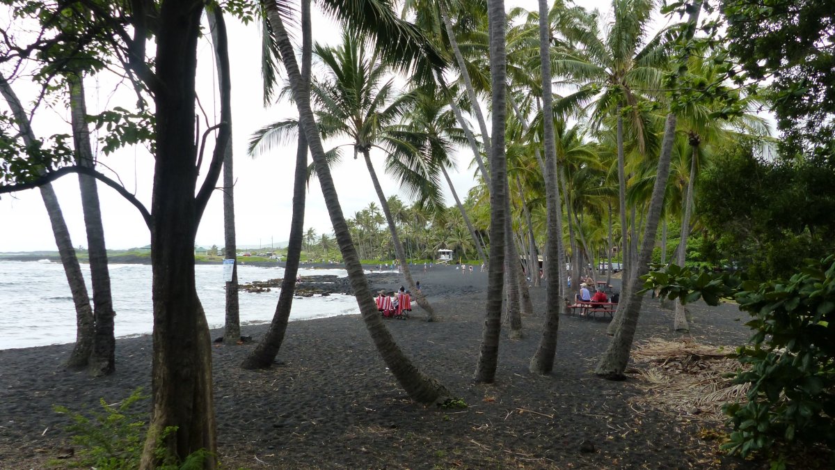 Palmový háj na Punaluu Beach