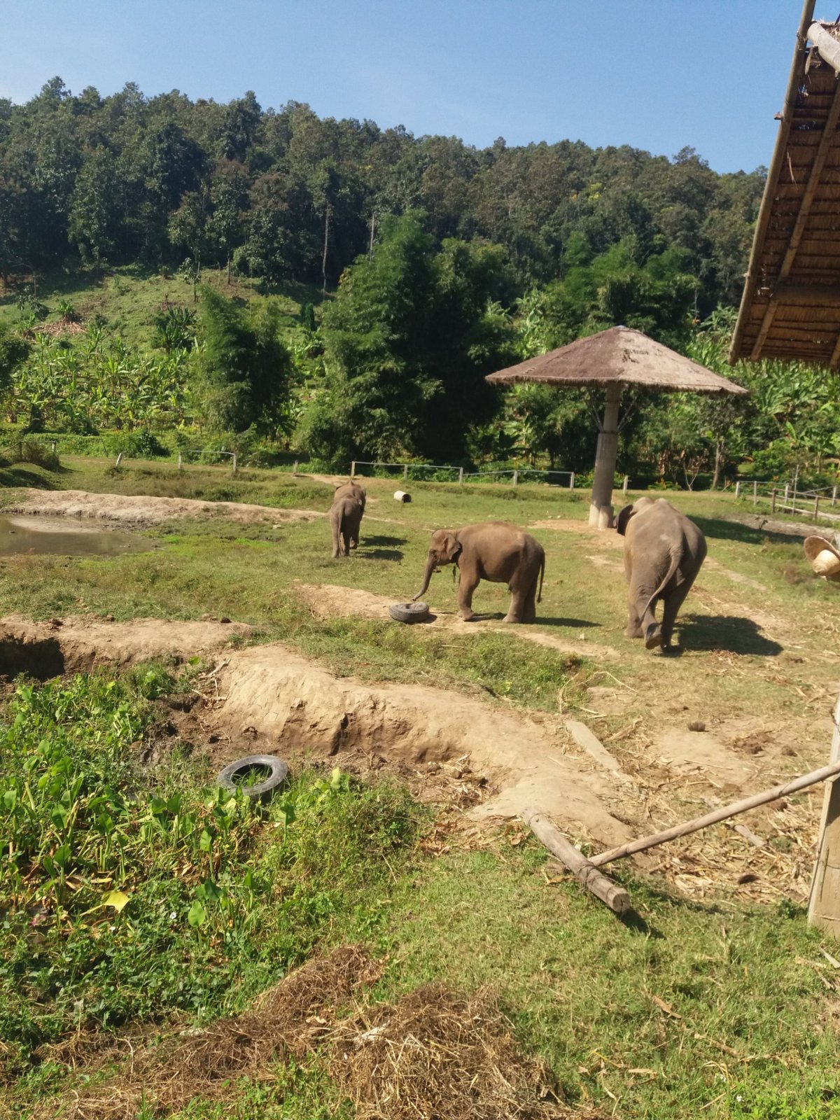 BMP Elephant Care Project Chiang Mai