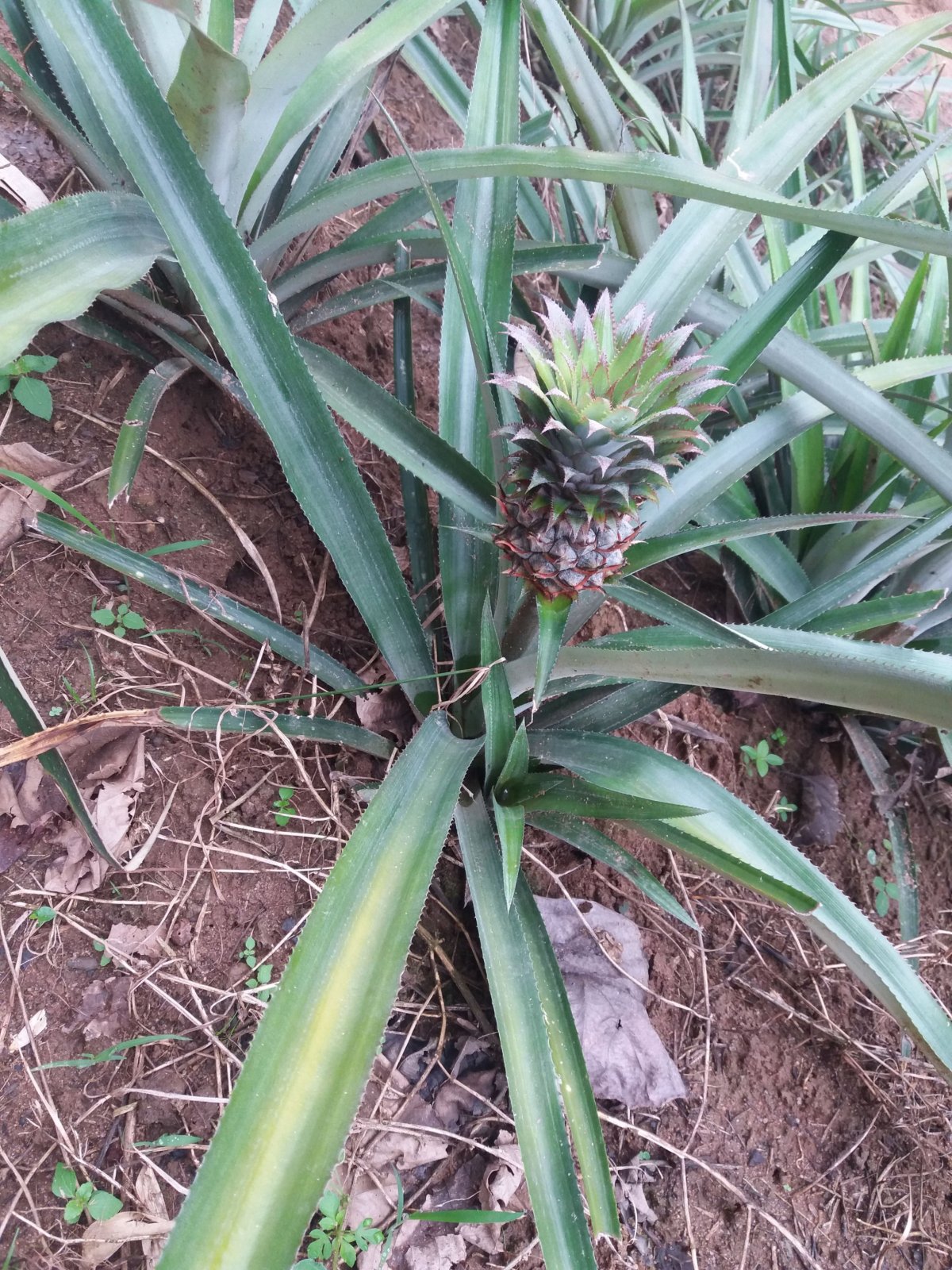 plantáže ananasů
