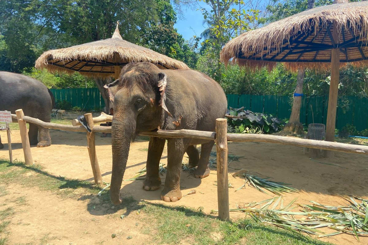 Big and Cute rezervace