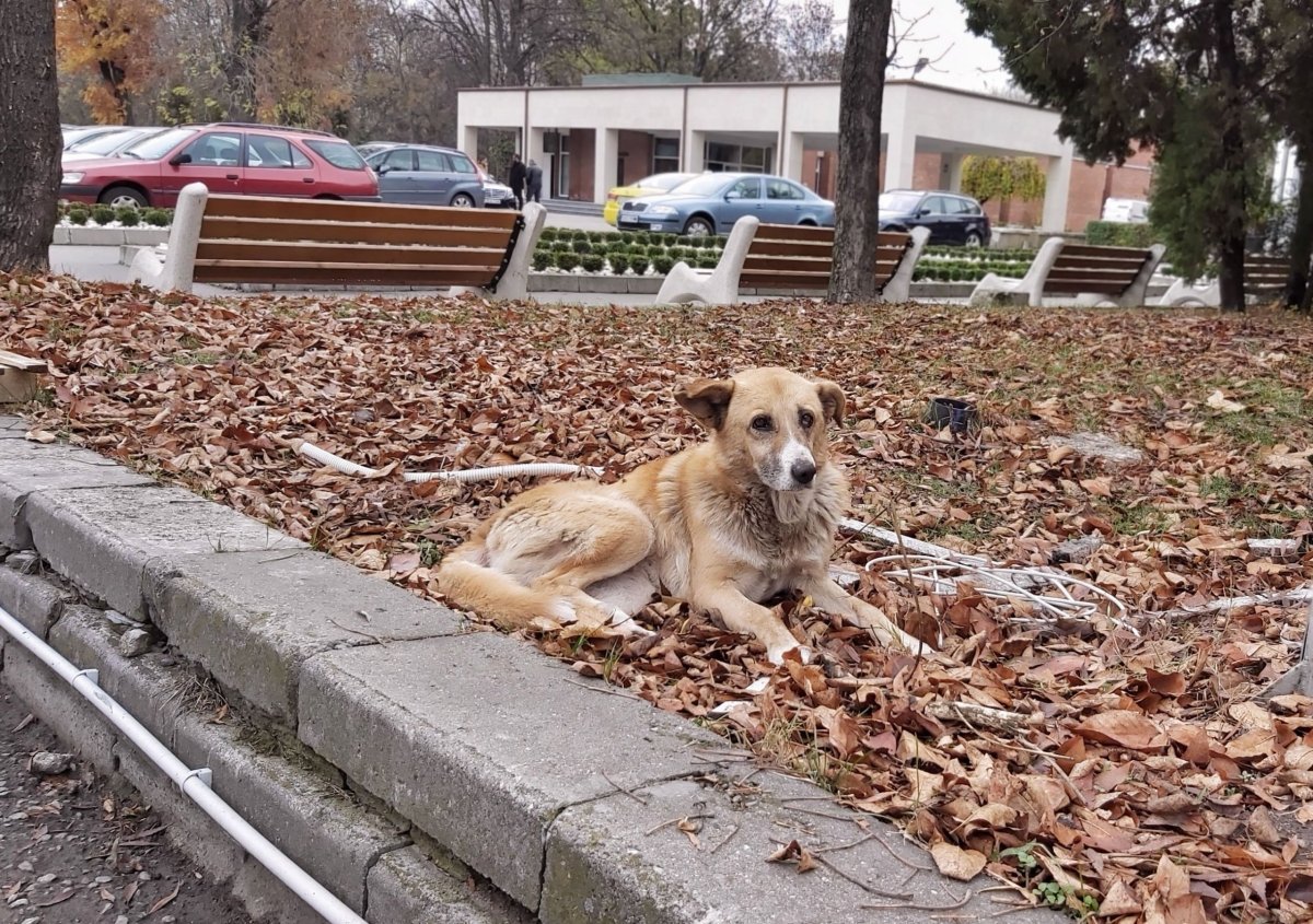 hlídači hřbitova...