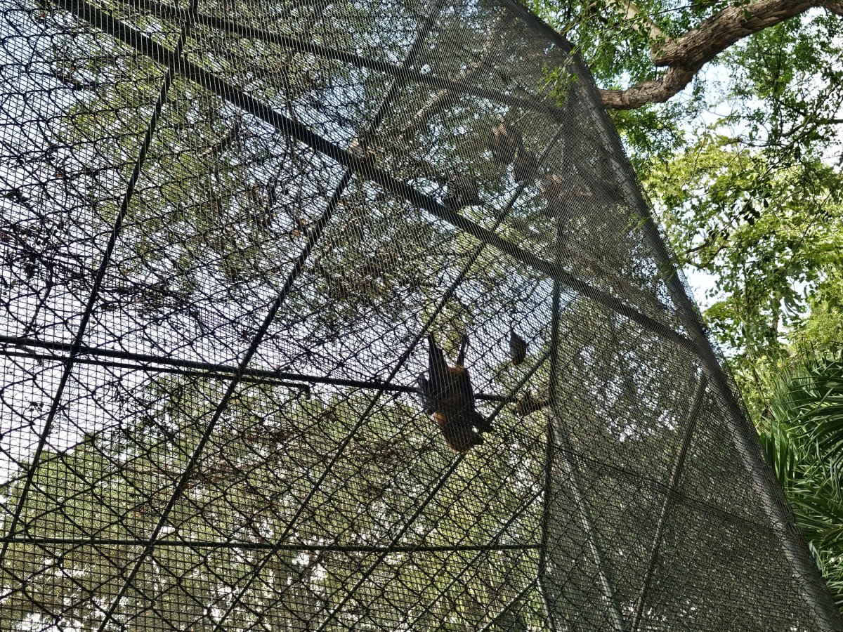 Netopýři v zoo Casela