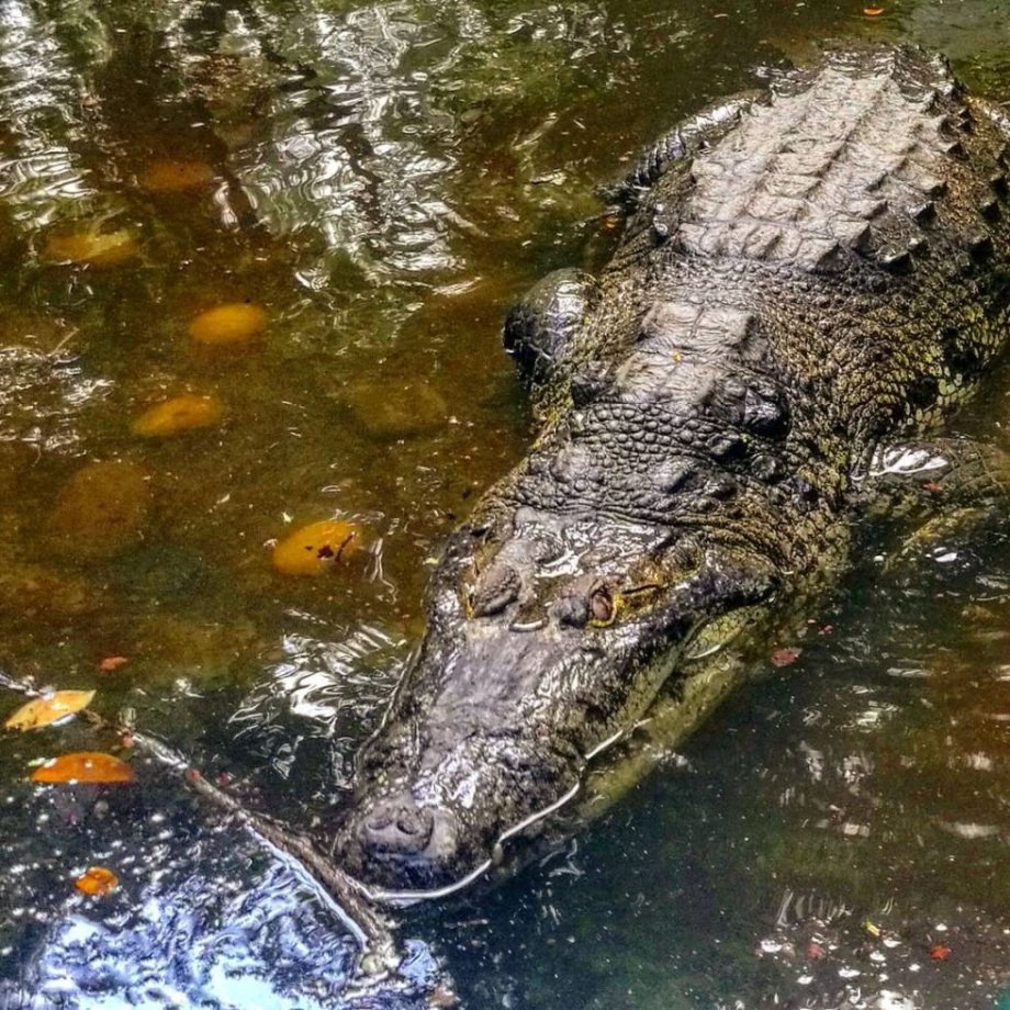 Krokodýli ve Villahermose