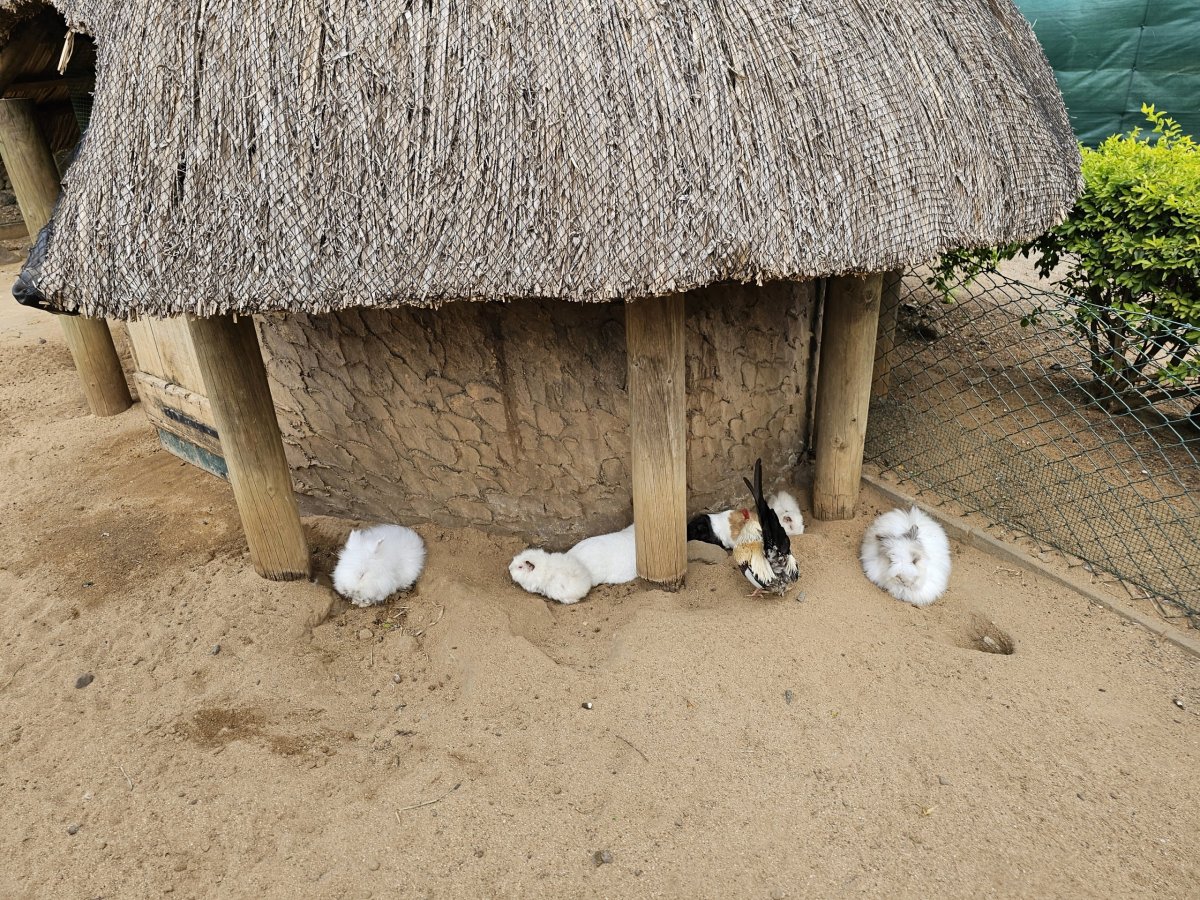 Králíci v zoo Casela