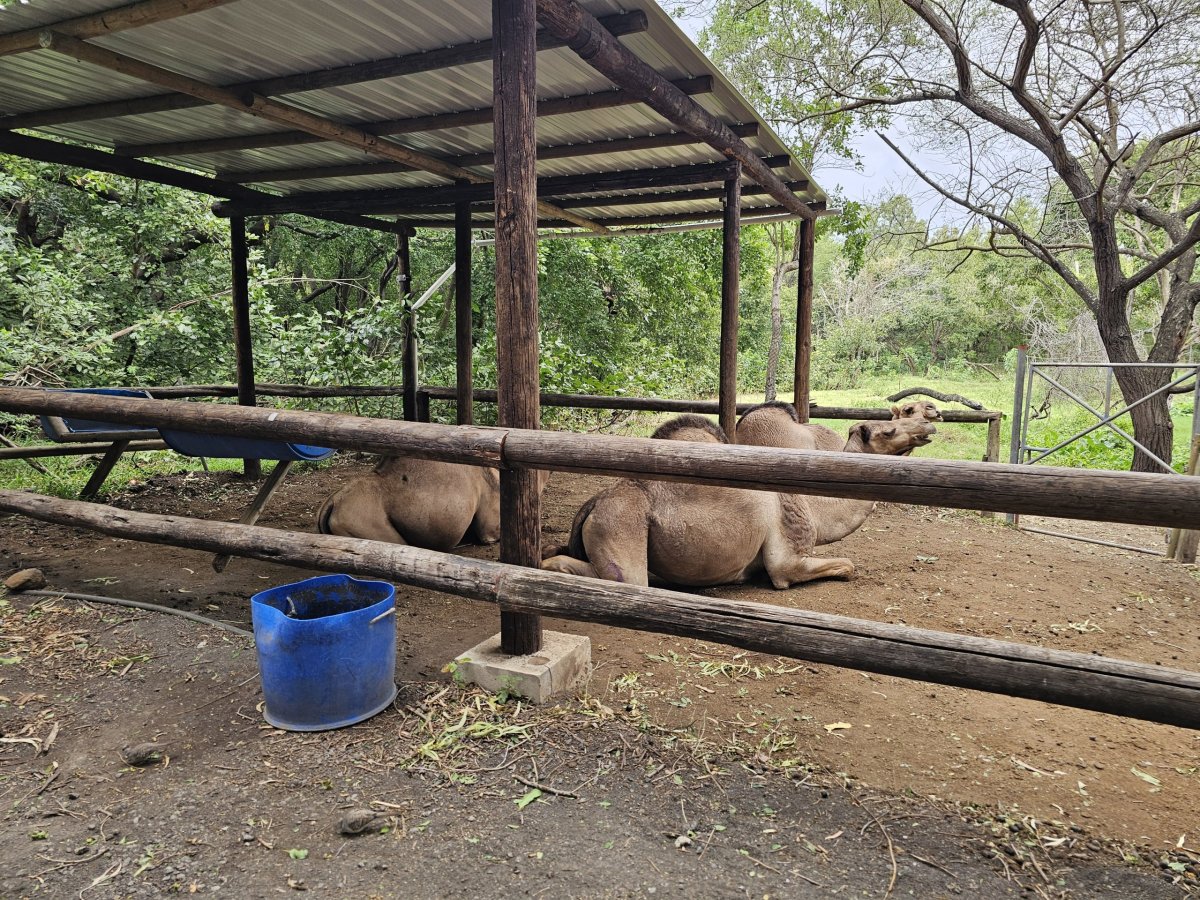 Velbloudi v zoo Casela