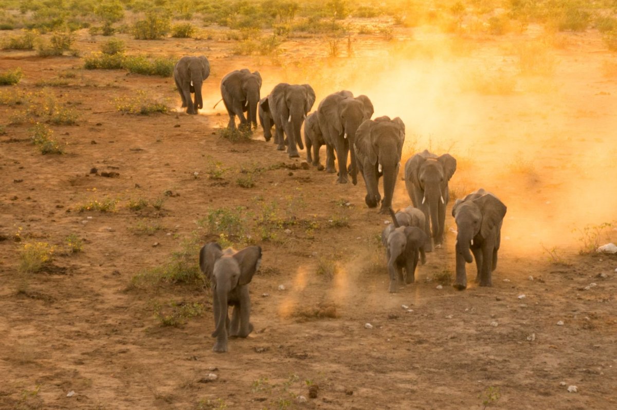 Sloni v Etoši