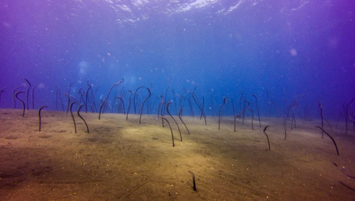 Úhoři vykukující z písečného dna