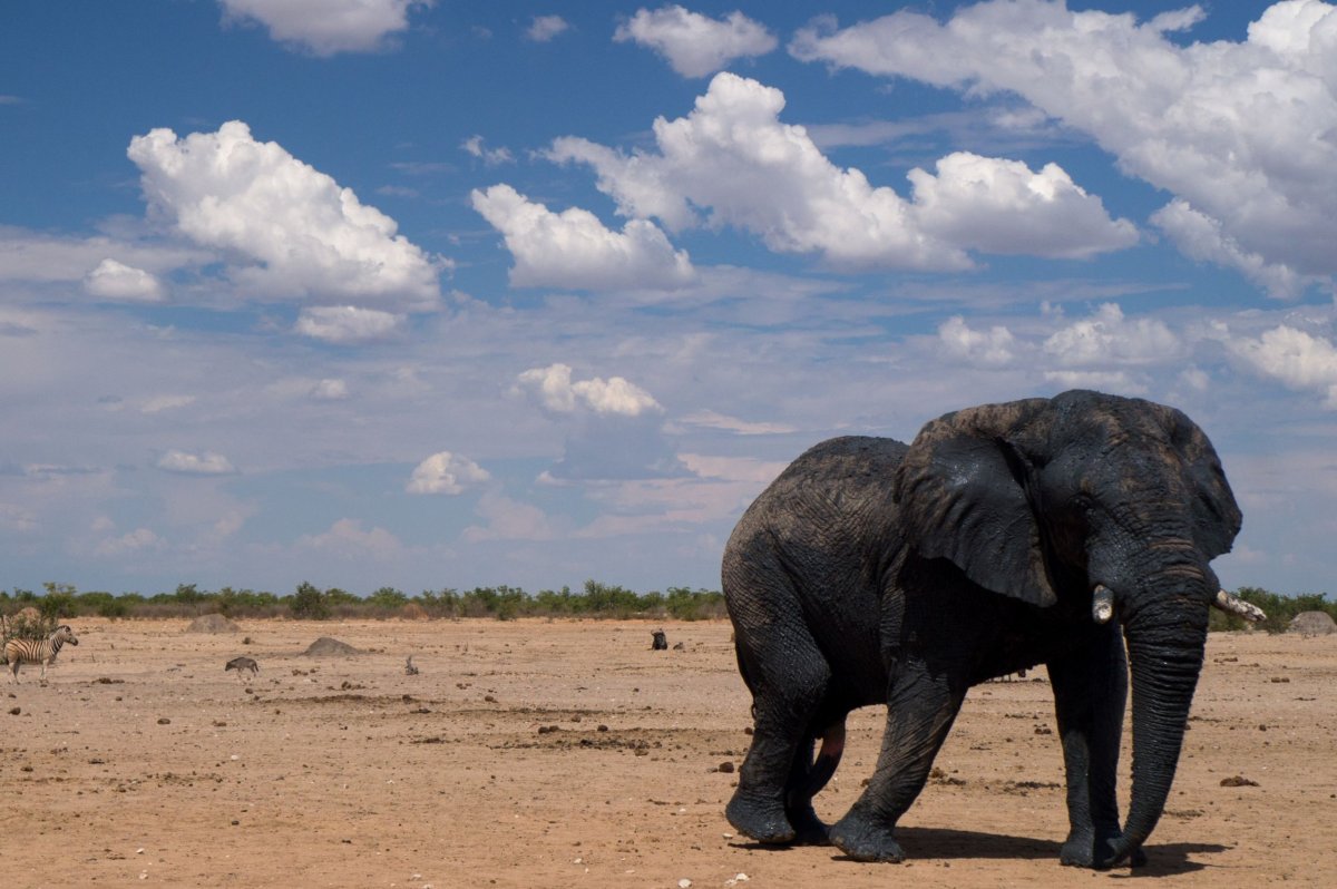 Slon v Etoši