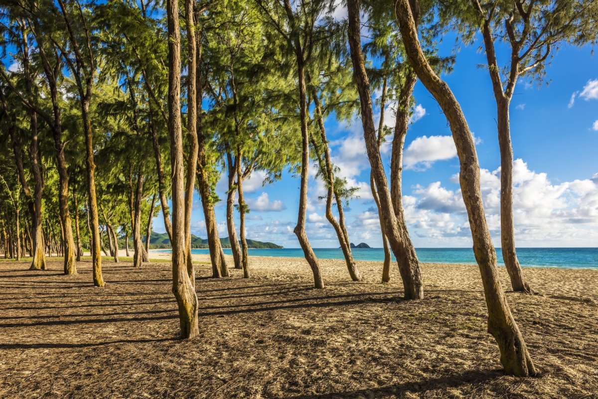 Stromy na Waimanalo Beach