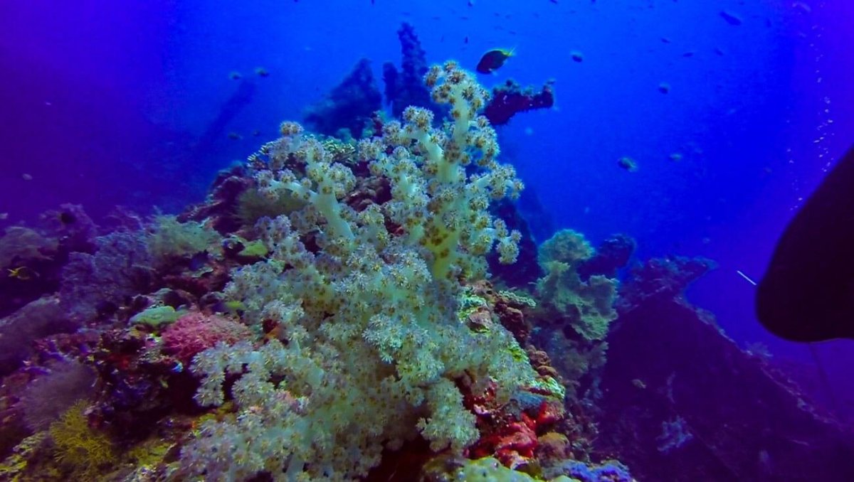 Nádherné korály, které porostly trup vraku