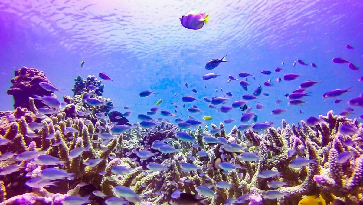 Nejen vrak, ale také nádherné korály a podmořský život najdete na dně moře u pláže Tulamben