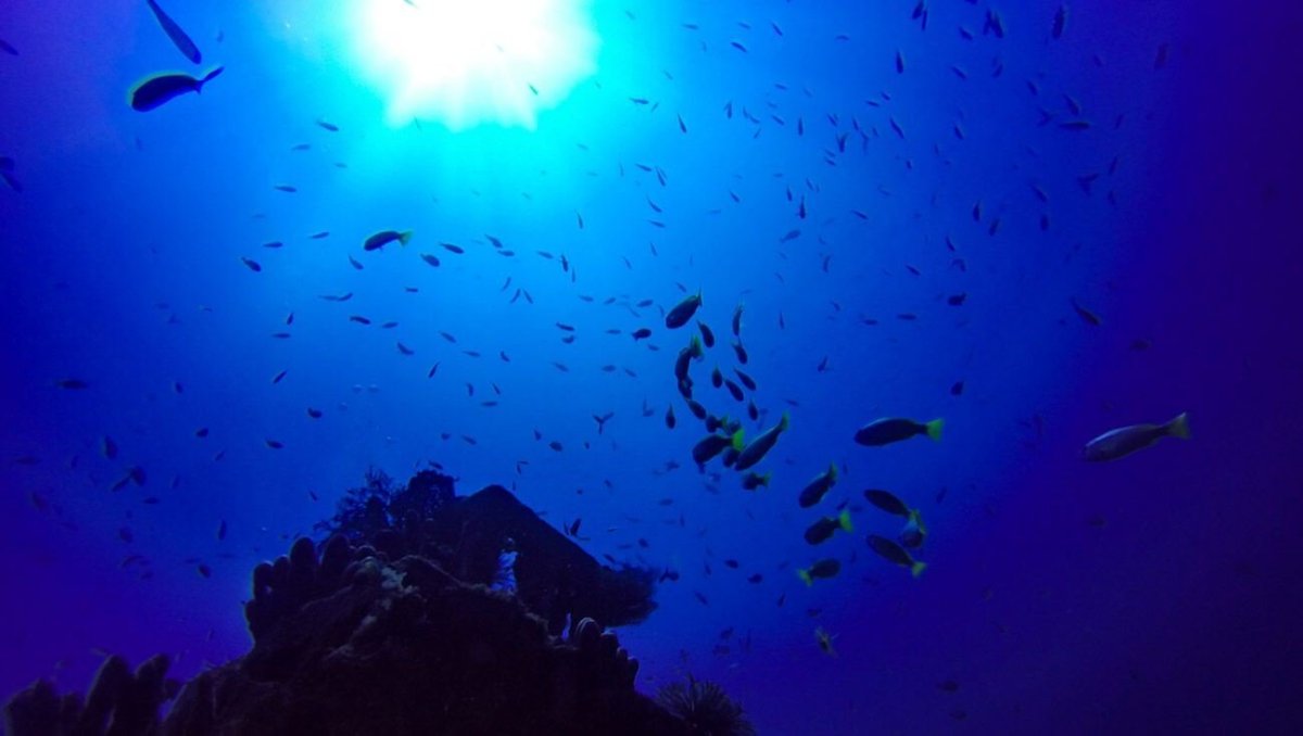 Podmořský svět na pobřeží Amedu a Tulambenu