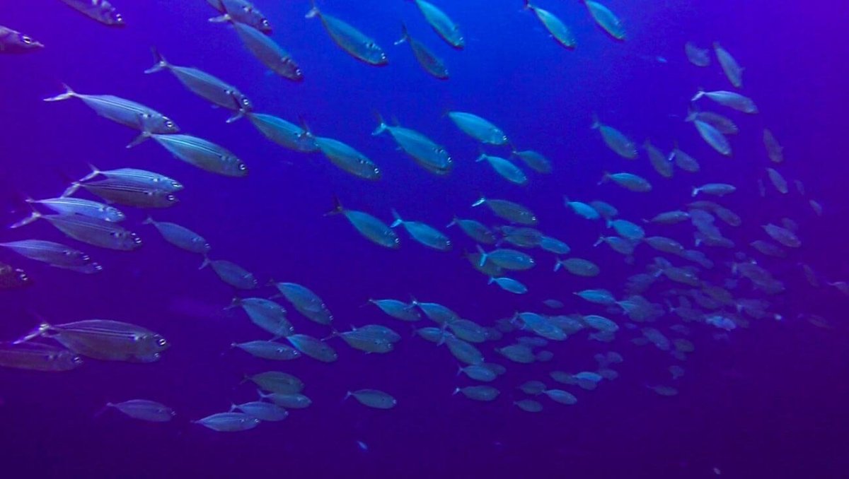 Hejno makrel se kolem nás třikrát otočilo, než odplulo kamsi do neznáma